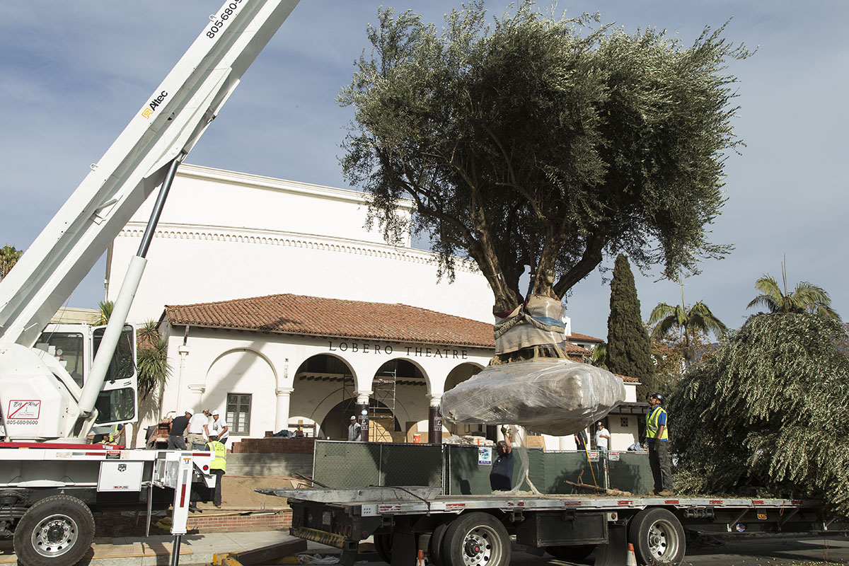Lobero Theatre Welcomes New Olive Trees