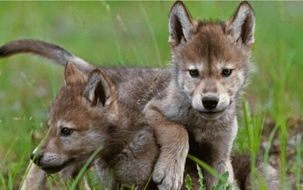 The Hidden Life of Wolves