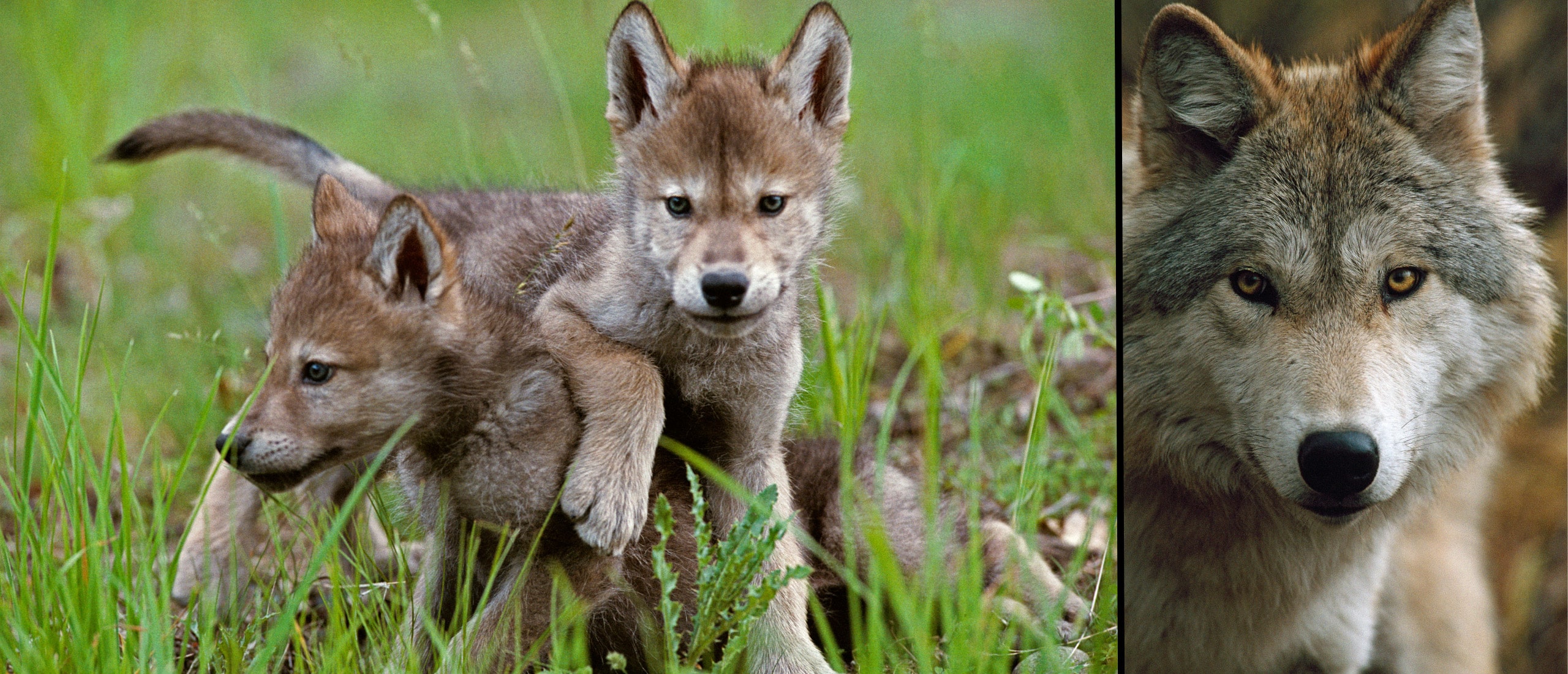 The Hidden Life of Wolves